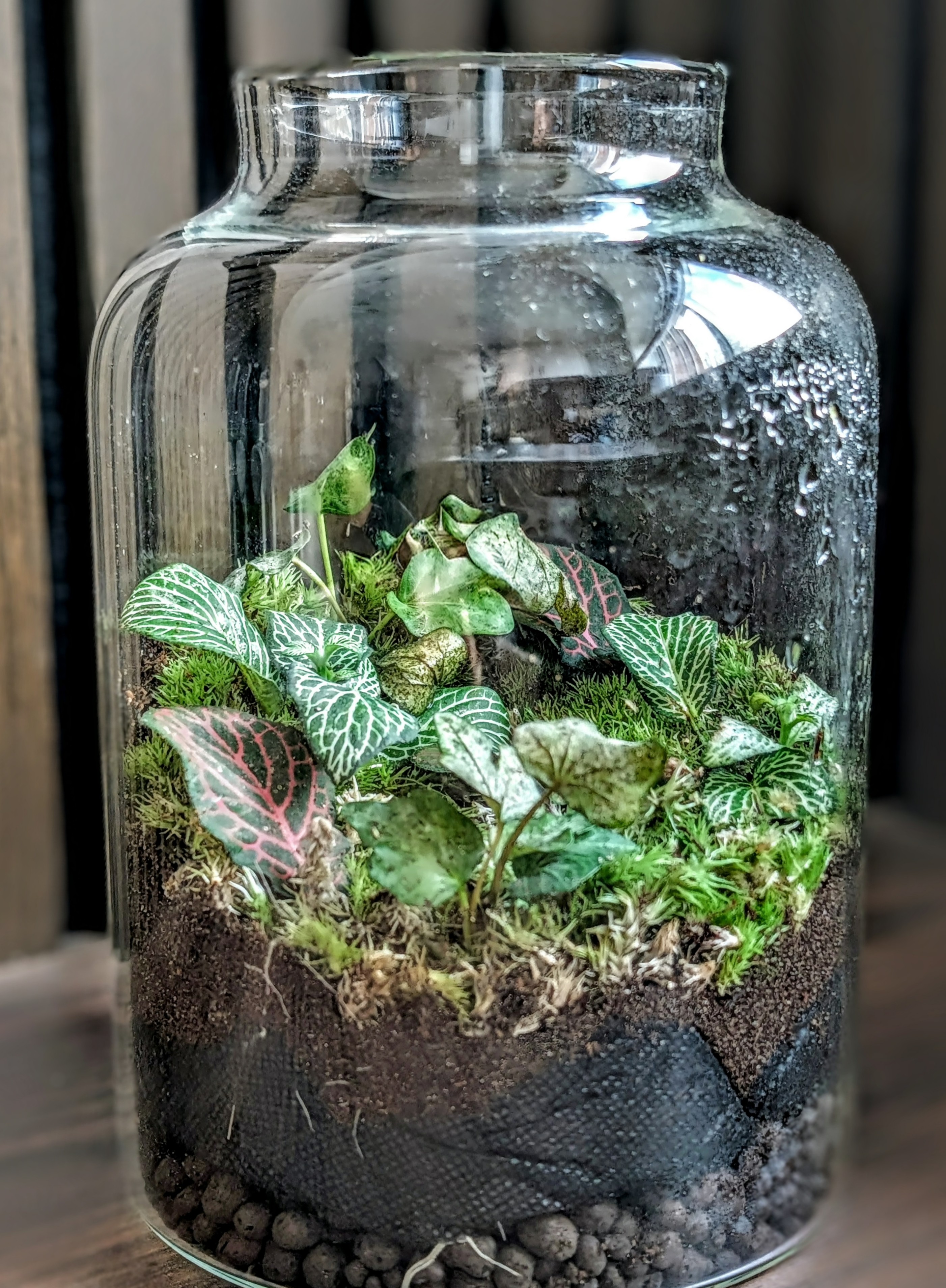 A glass jar terrarium with fittonia and moss, sealed with a cork lid